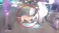 سائق مصري يقاضي الشرطة الأمريكية بعد تعرضه لهجوم وحشي من كلب شرطة