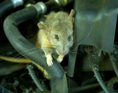 كيف تحمي سيارتك من أضرار الفئران والقوارض ؟ 
